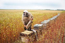 Miel de Normandie 500G
